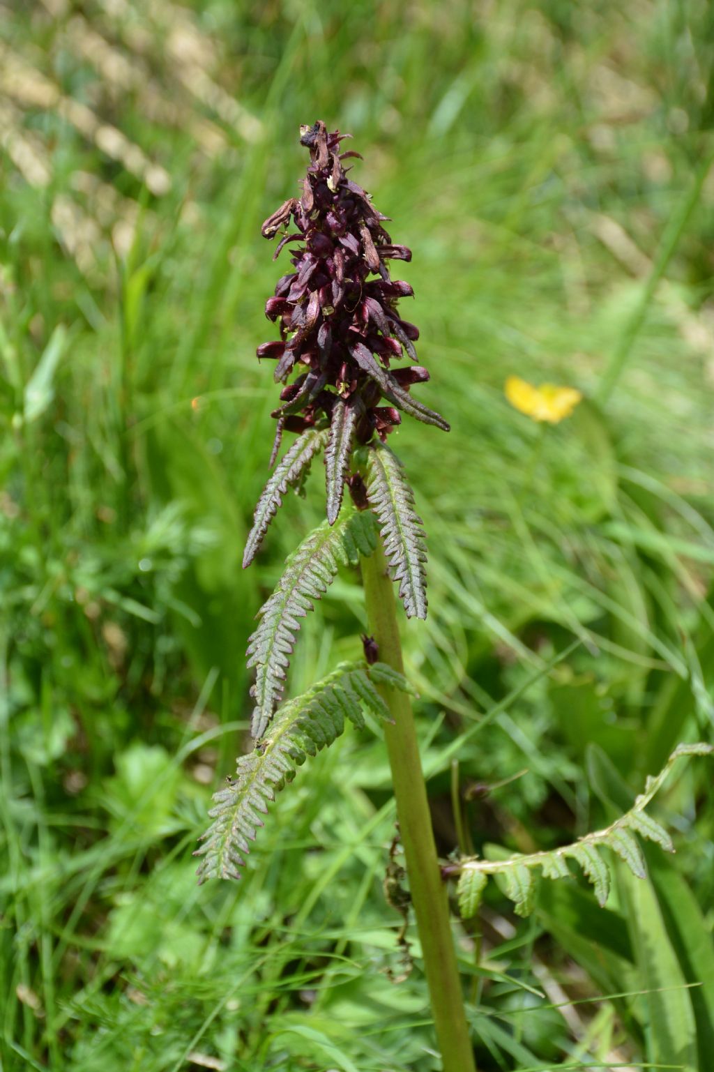 Pedicularis recutita